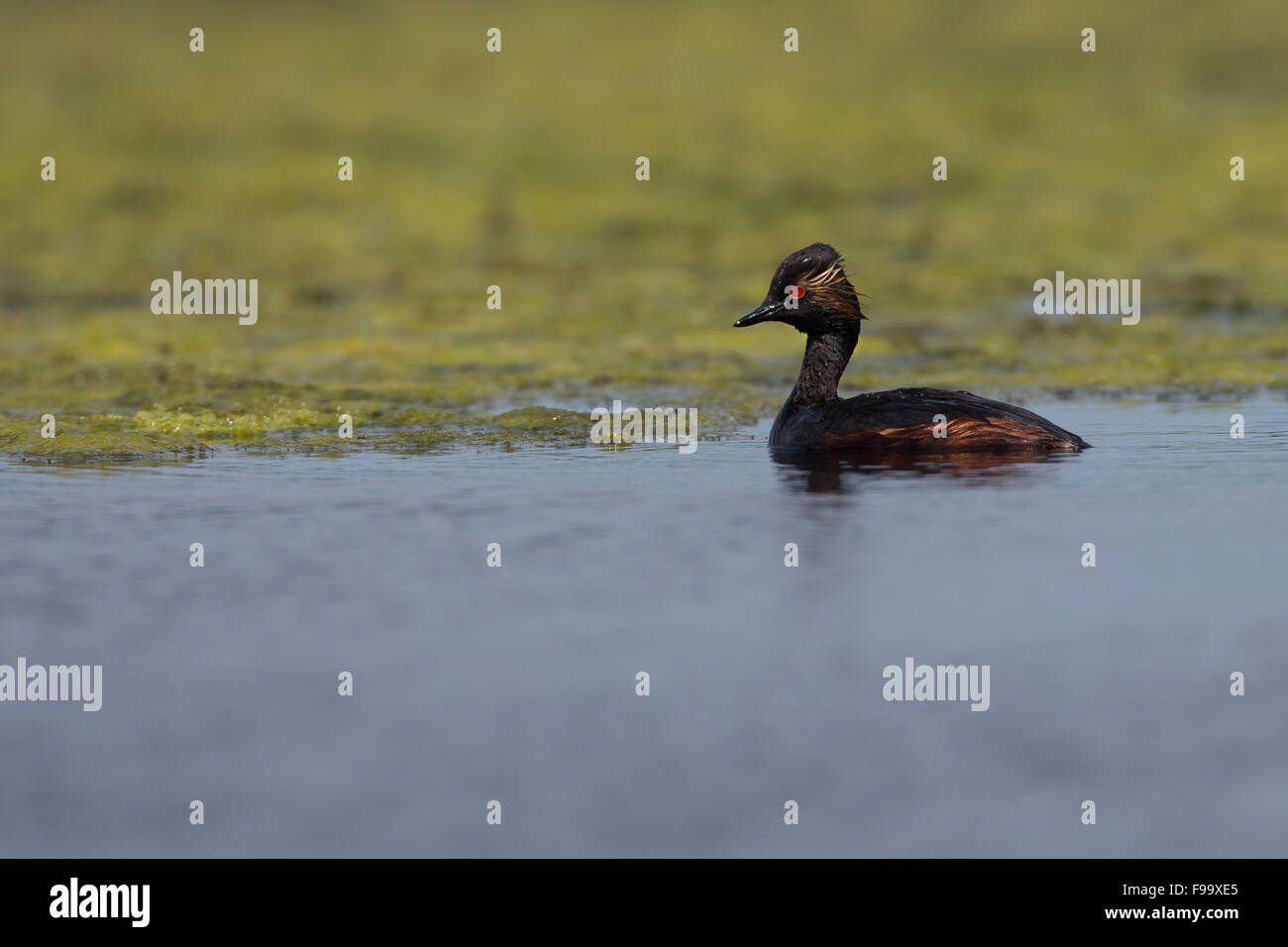 Nero-colli, svasso Schwarzhalstaucher, Schwarzhals-Taucher, Taucher, Podiceps nigricollis Foto Stock