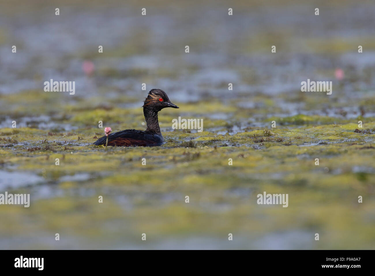 Nero-colli, svasso Schwarzhalstaucher, Schwarzhals-Taucher, Taucher, Podiceps nigricollis Foto Stock