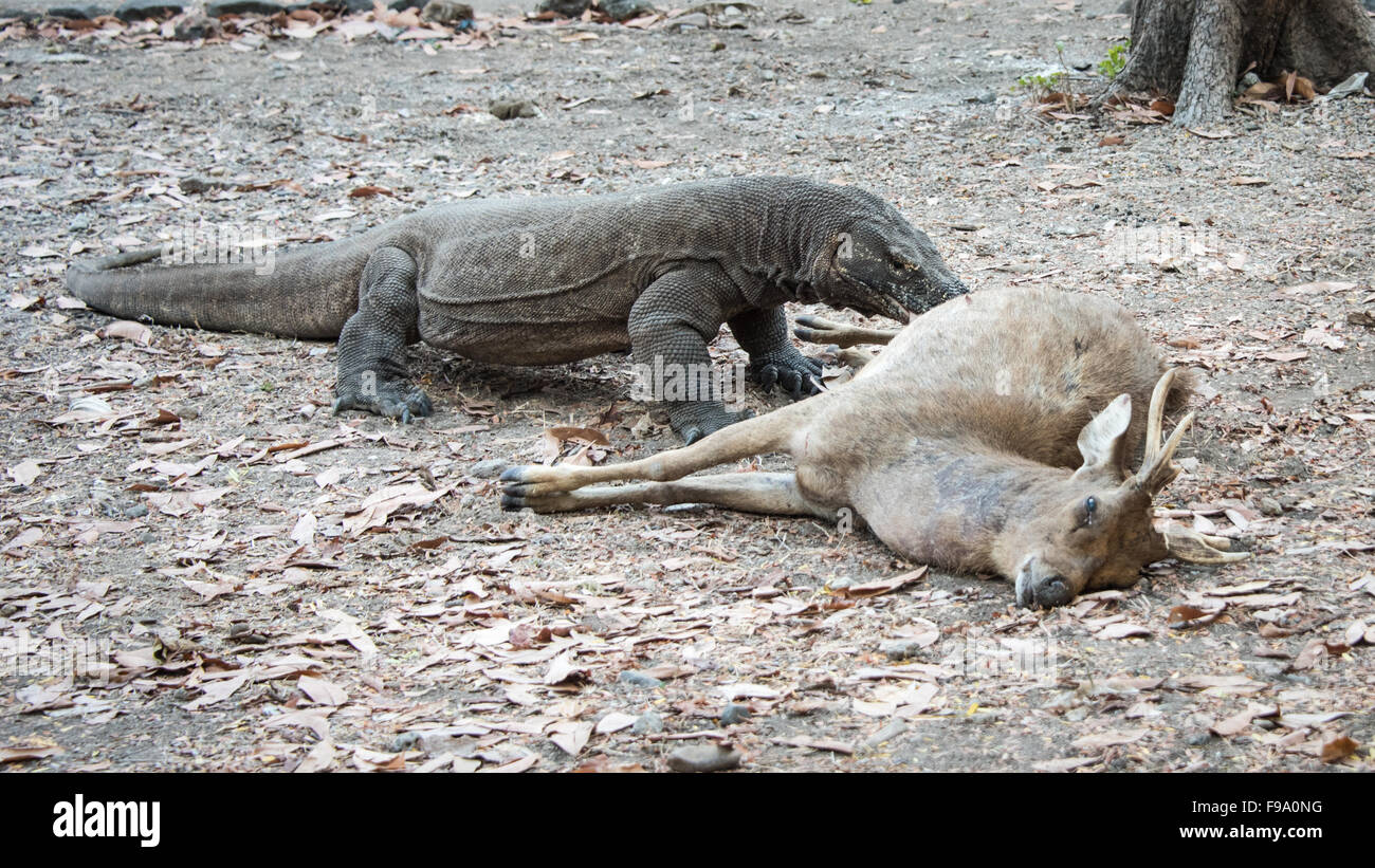 Drago di Komodo (Varanus komodoensis) mangiando un cervo, Isola di Komodo, Indonesia Foto Stock