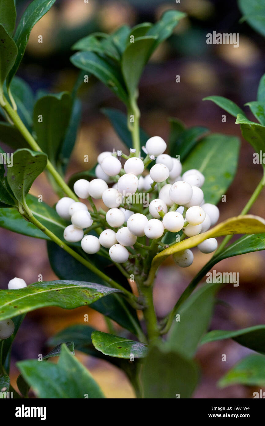 Skimmia bianco "Kew verde' bacche. Foto Stock