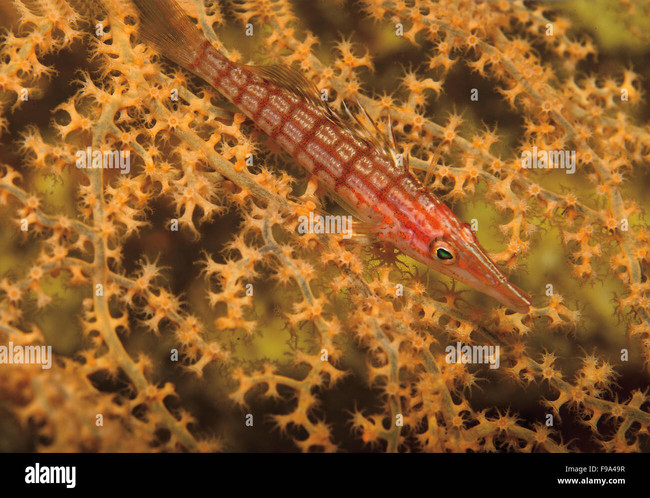 Longnose hawkfish, Oxycirrhites typus, sulla ventola corallo in Tulamben, Bali, Indonesia Foto Stock