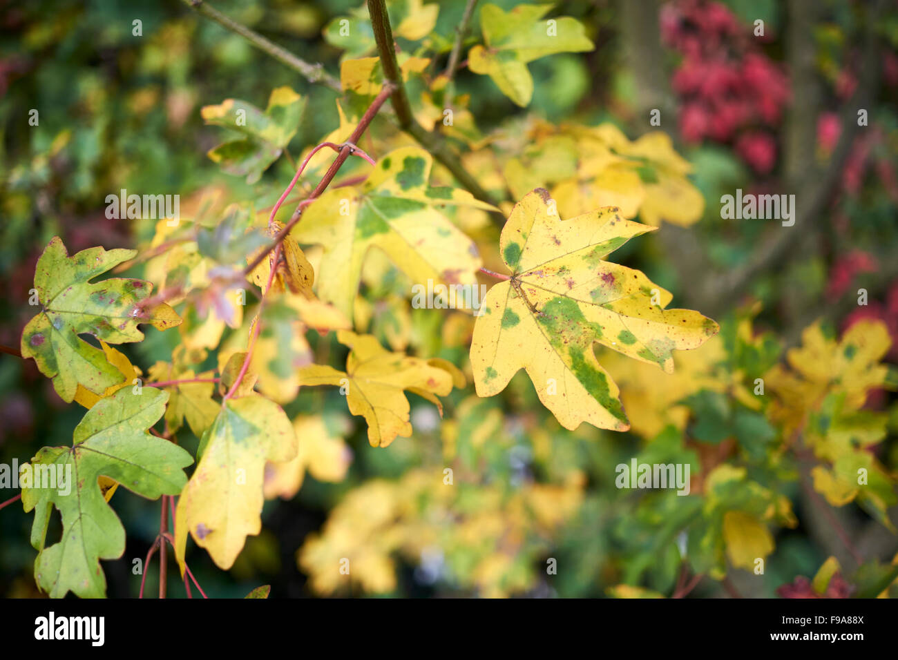 Acero campestre (Acer campestre) girando le foglie di autunno. Foto Stock