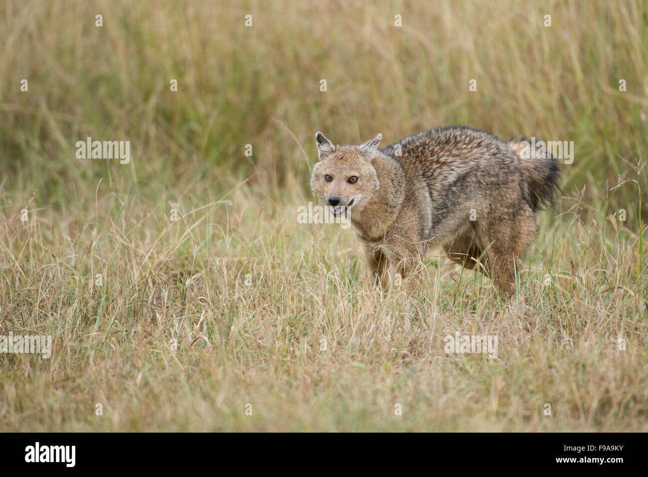 Side-striped jackal (Canis adustus), Kidepo Valley National Park, Uganda Foto Stock