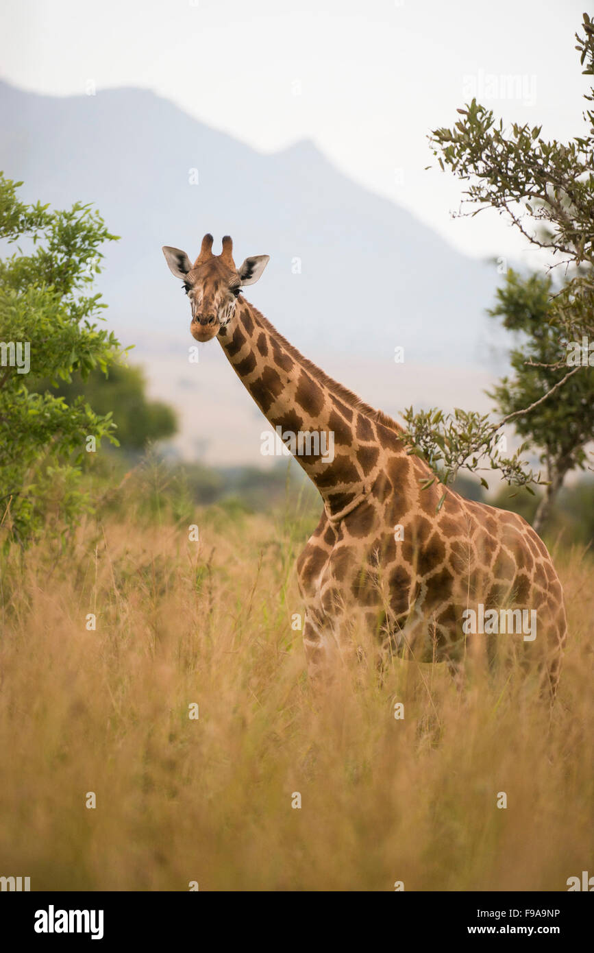 Giraffa Rothschild (Giraffa camelopardalis rothschildi), Kidepo Valley National Park, Uganda Foto Stock