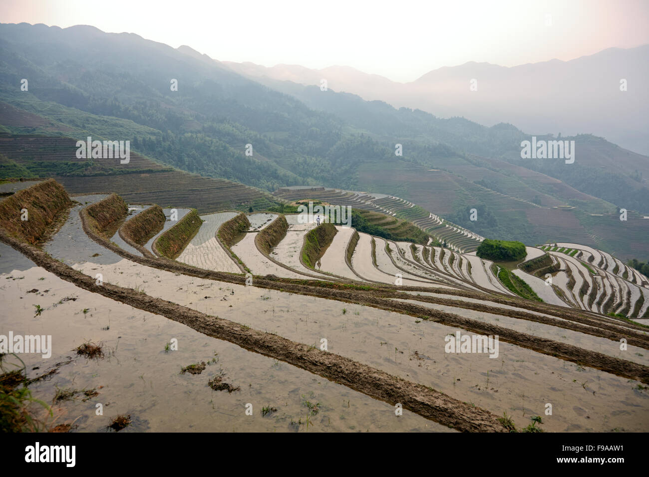 Longsheng terrazze di riso, Cina Foto Stock