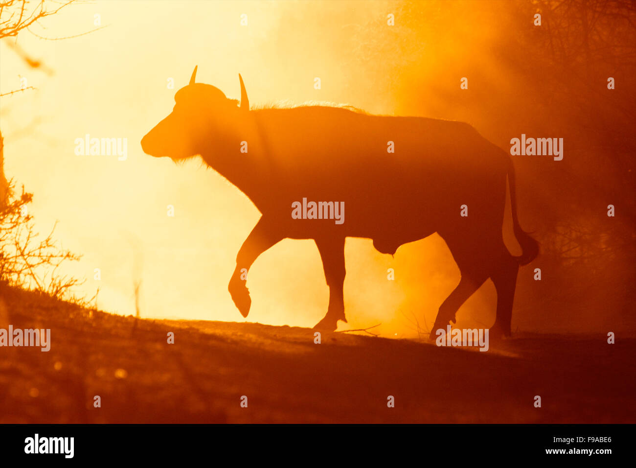 Una silhouette di un bufalo, Mana Pools, Zimbabwe Foto Stock Una silhouette di un bufalo, Mana Pools, Zimbabwe Foto Stock