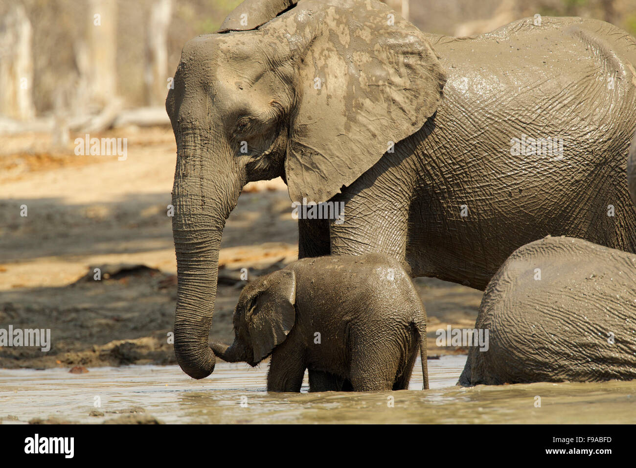 Gli elefanti africani aventi un bagno di fango, Mana Pools, Zimbabwe Foto Stock