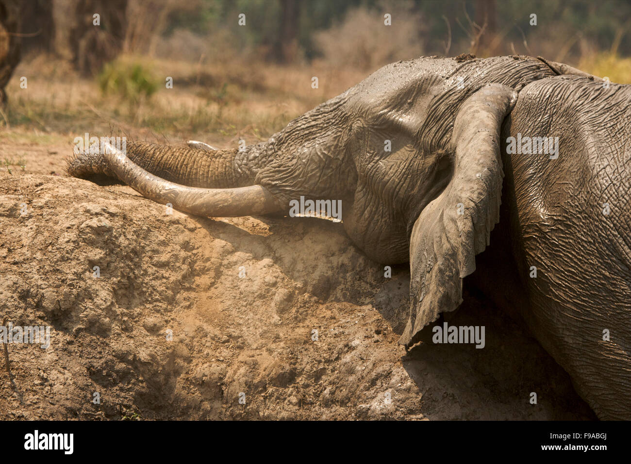 Gli elefanti africani aventi un bagno di fango, Mana Pools, Zimbabwe Foto Stock