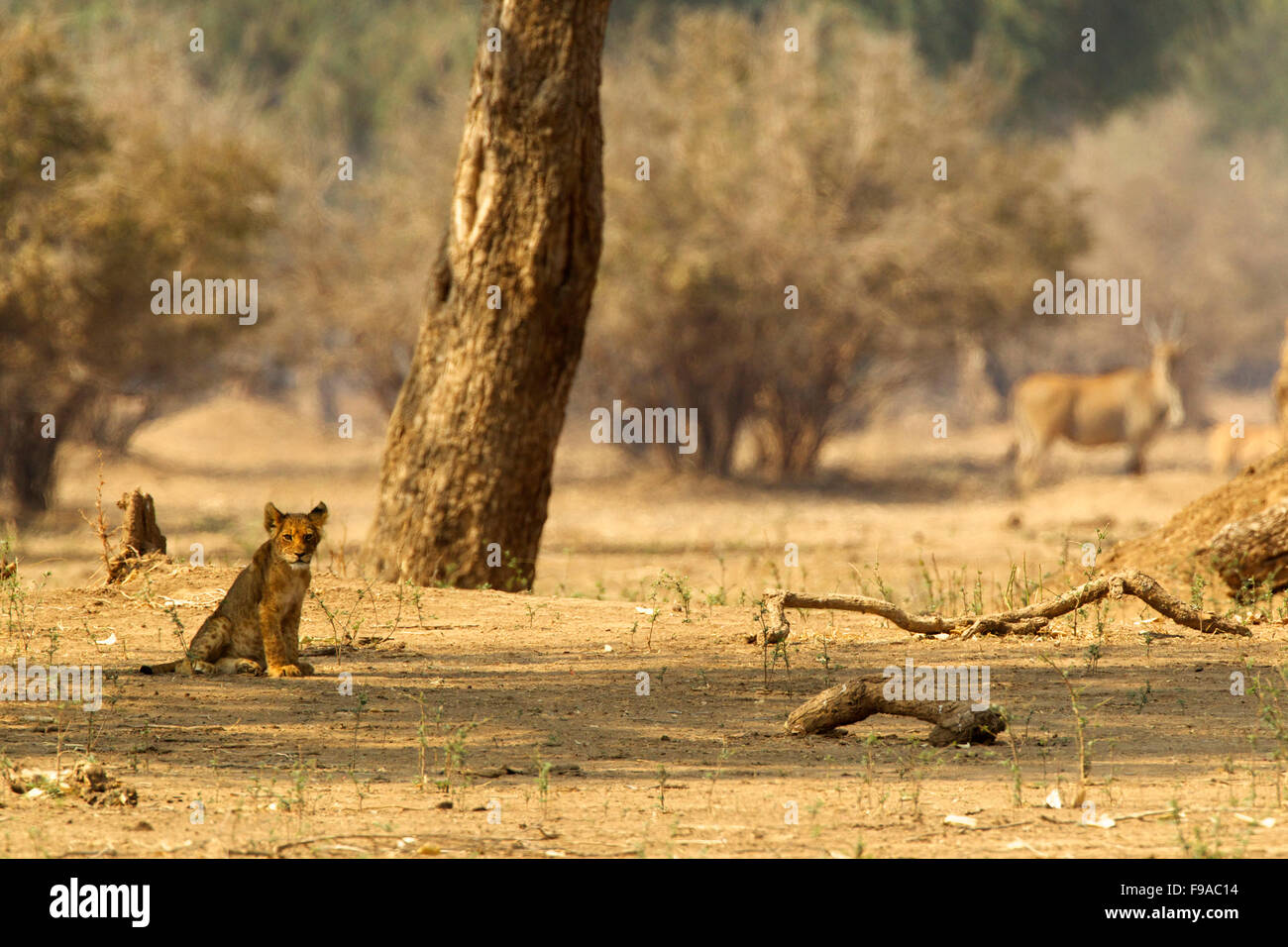 Lion cub in appoggio, Mana Pools, Zimbabwe Foto Stock