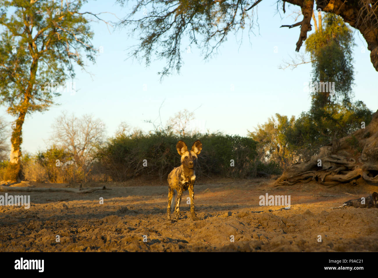 Un solitario cane selvatico, Mana Pools, Zimbabwe Foto Stock