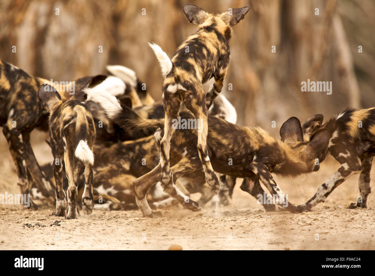 Un pack di cani selvatici interagisce con il Mana Pools, Zimbabwe Foto Stock