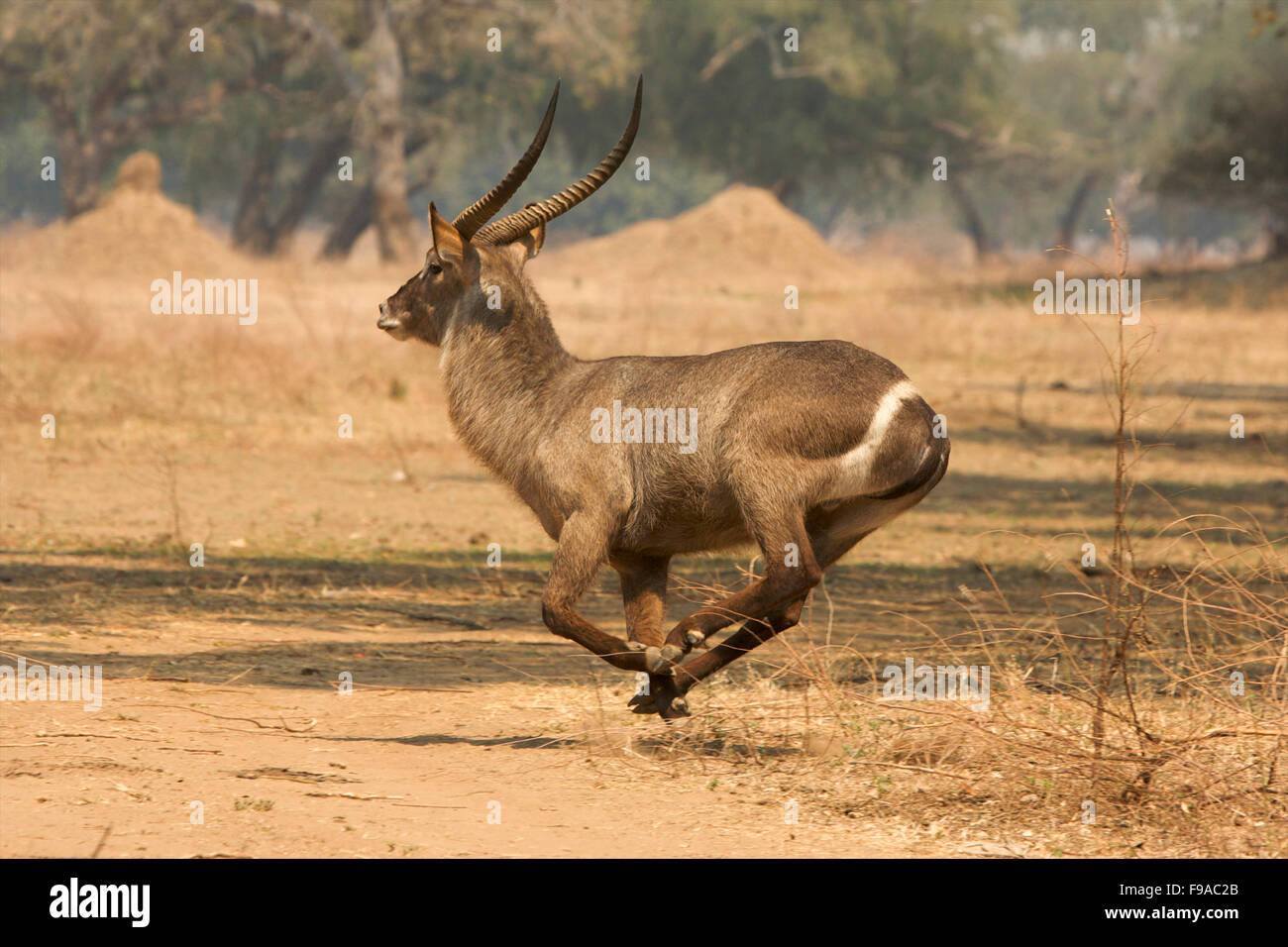 Ritratto di profilo di un Waterbuck in esecuzione, Mana Pools, Zimbabwe Foto Stock