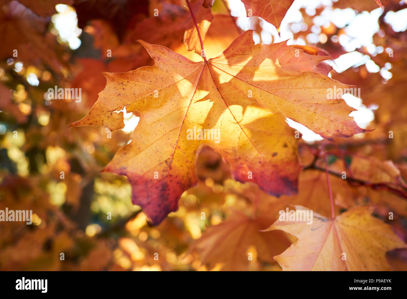 Acero campestre (Acer campestre) girando le foglie di autunno. Foto Stock