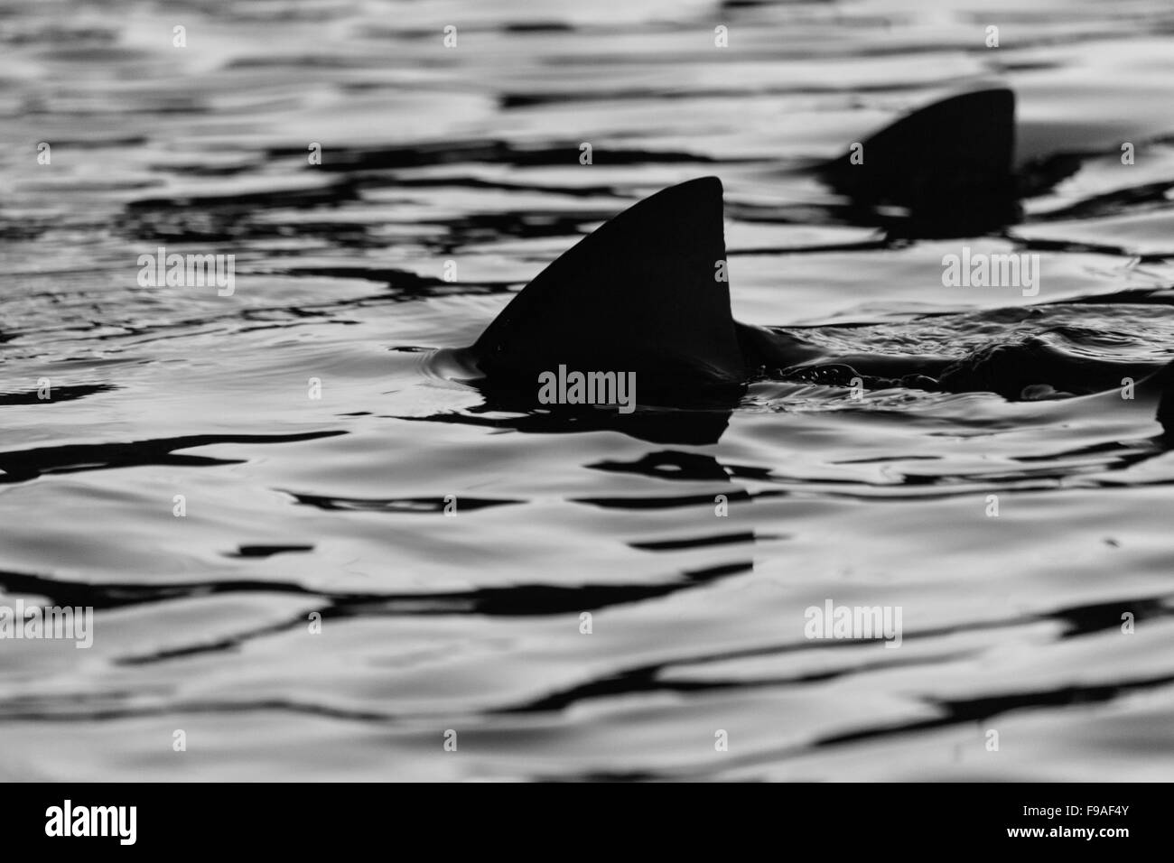 Perni di squali, Fernando de nonha isola, Brasile Foto Stock