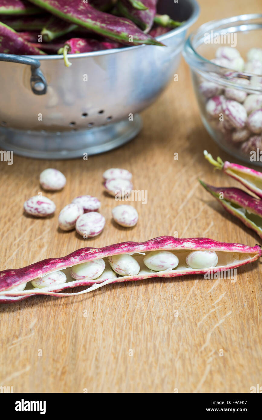 Podding appena raccolto fagioli borlotti in cucina. Foto Stock