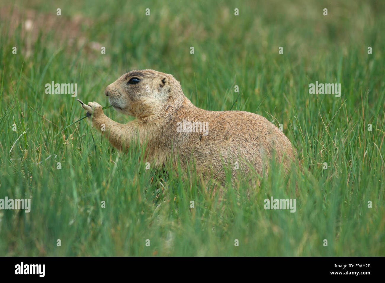 Utah Prairie Dog (Cynomys parvidens) minacciati, Parco Nazionale di Bryce Canyon, Utah Foto Stock