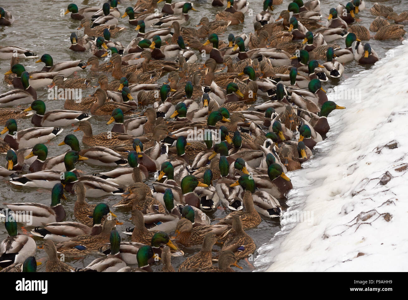 Molte anatre nuotare nel fiume in inverno Foto Stock