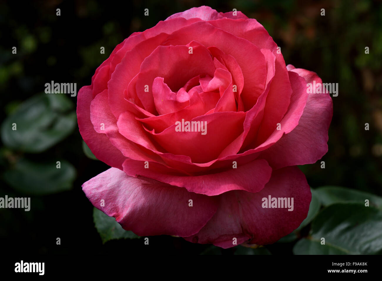 Un perfetto red rose bloom contro uno sfondo scuro Foto Stock