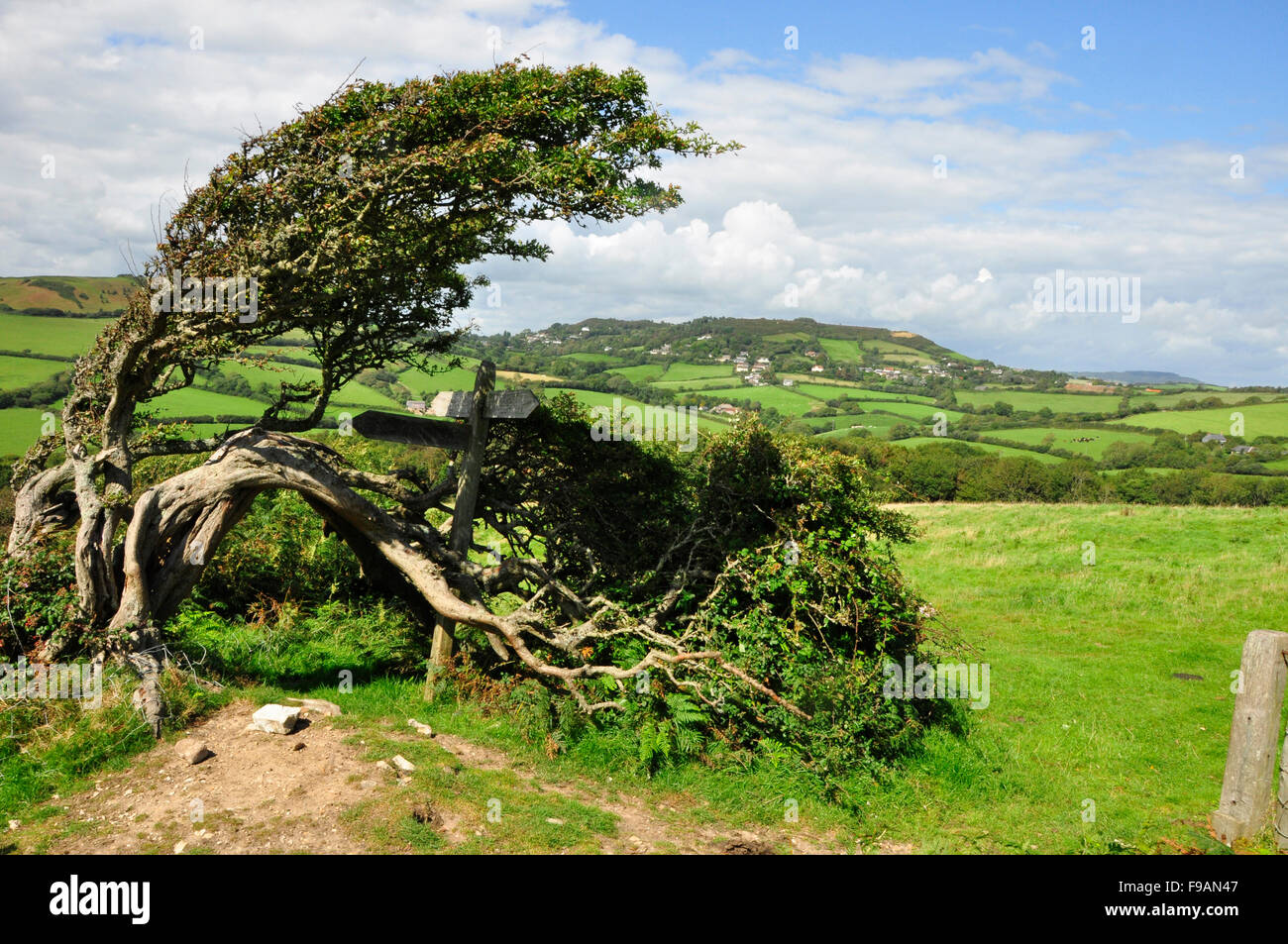Vista dal Golden Cap, sulla costa, a Morcombelake, Dorset, Regno Unito Foto Stock