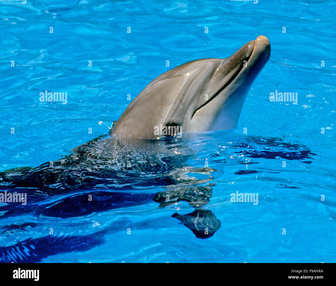 I Delfini, genere Tursiops, sono i più comuni e ben note ai membri della famiglia Delphinidae Foto Stock