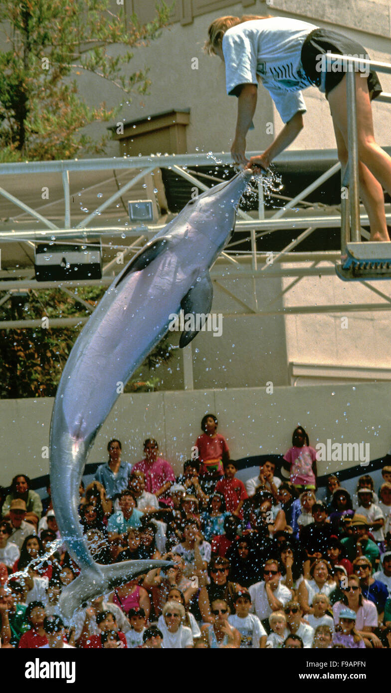 I Delfini, genere Tursiops, questo è un delfino in cattività in un parco marino. Foto Stock