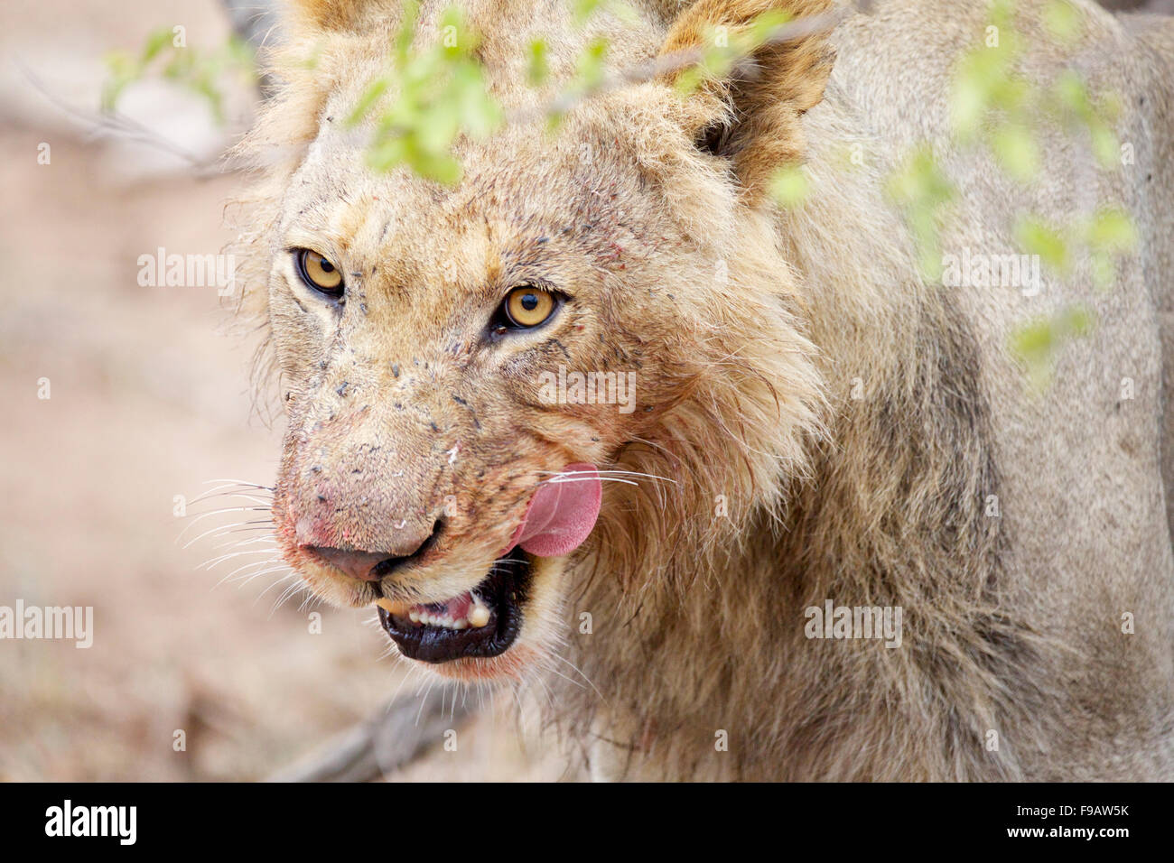 Un primo piano di un giovane leone maschio macchiati di sangue proveniente da una fresca buffalo kill presso il maggiore parco nazionale Kruger in Sud Africa Foto Stock