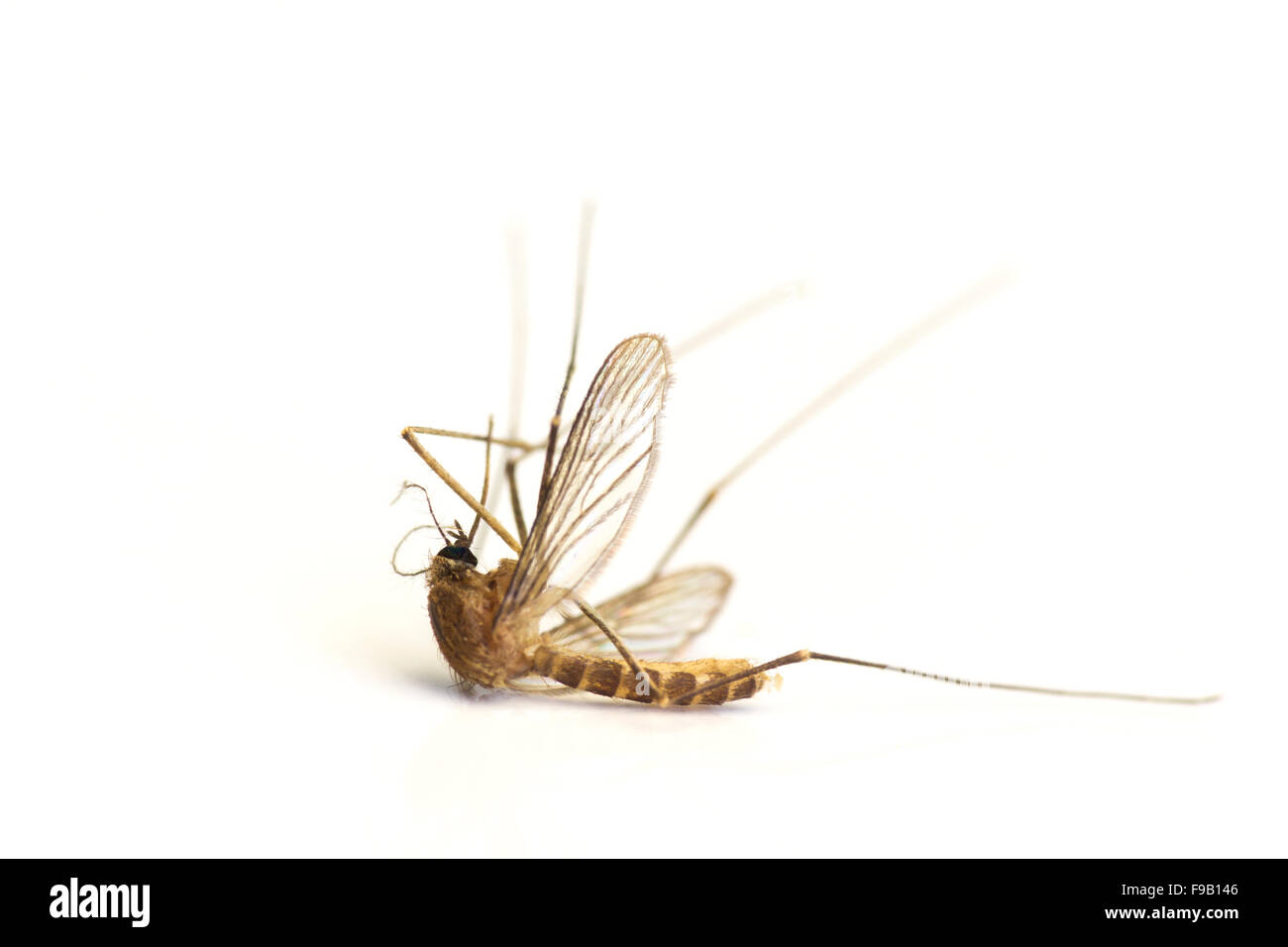 Zanzara guasto Foto Stock