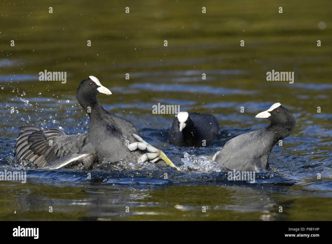 La folaga - fulica atra - uccelli adulti litigando. Foto Stock