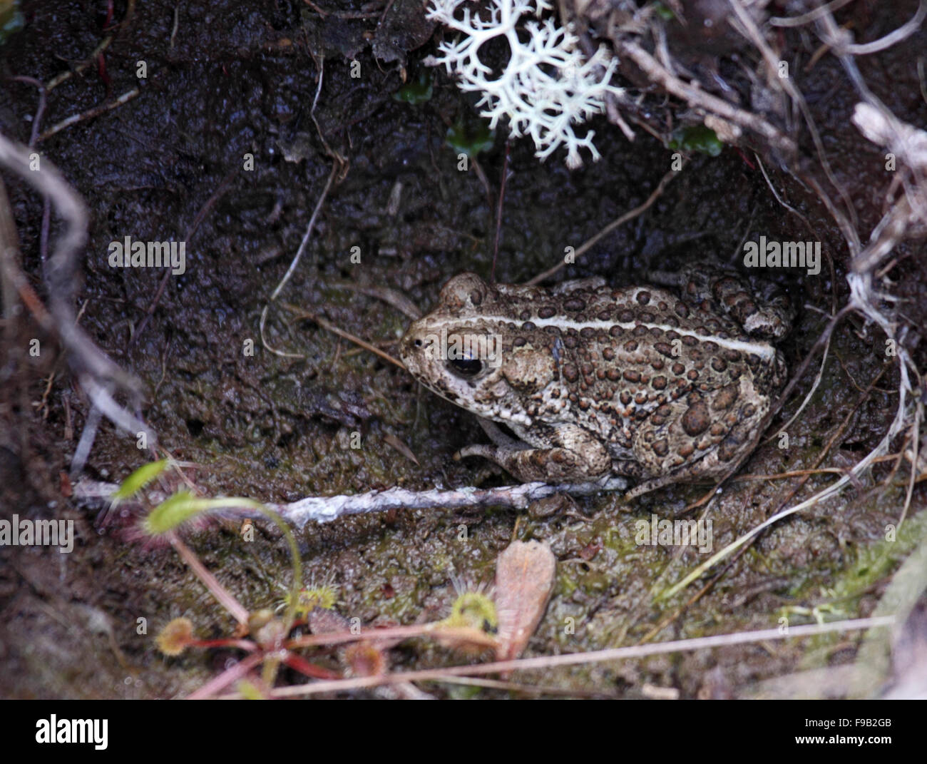 Western toad rifugiandosi nella rientranza nella torbiera in BC Canada Foto Stock