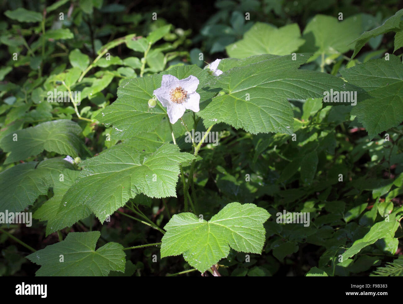 Arbusto Thimbleberry crescendo in BC Canada Foto Stock