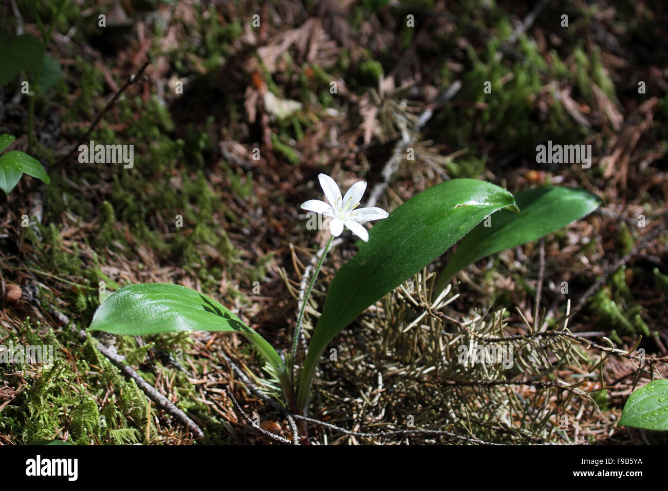 Giglio di mais o Queens cup crescente nel bosco in montagna in Alberta Canada Foto Stock