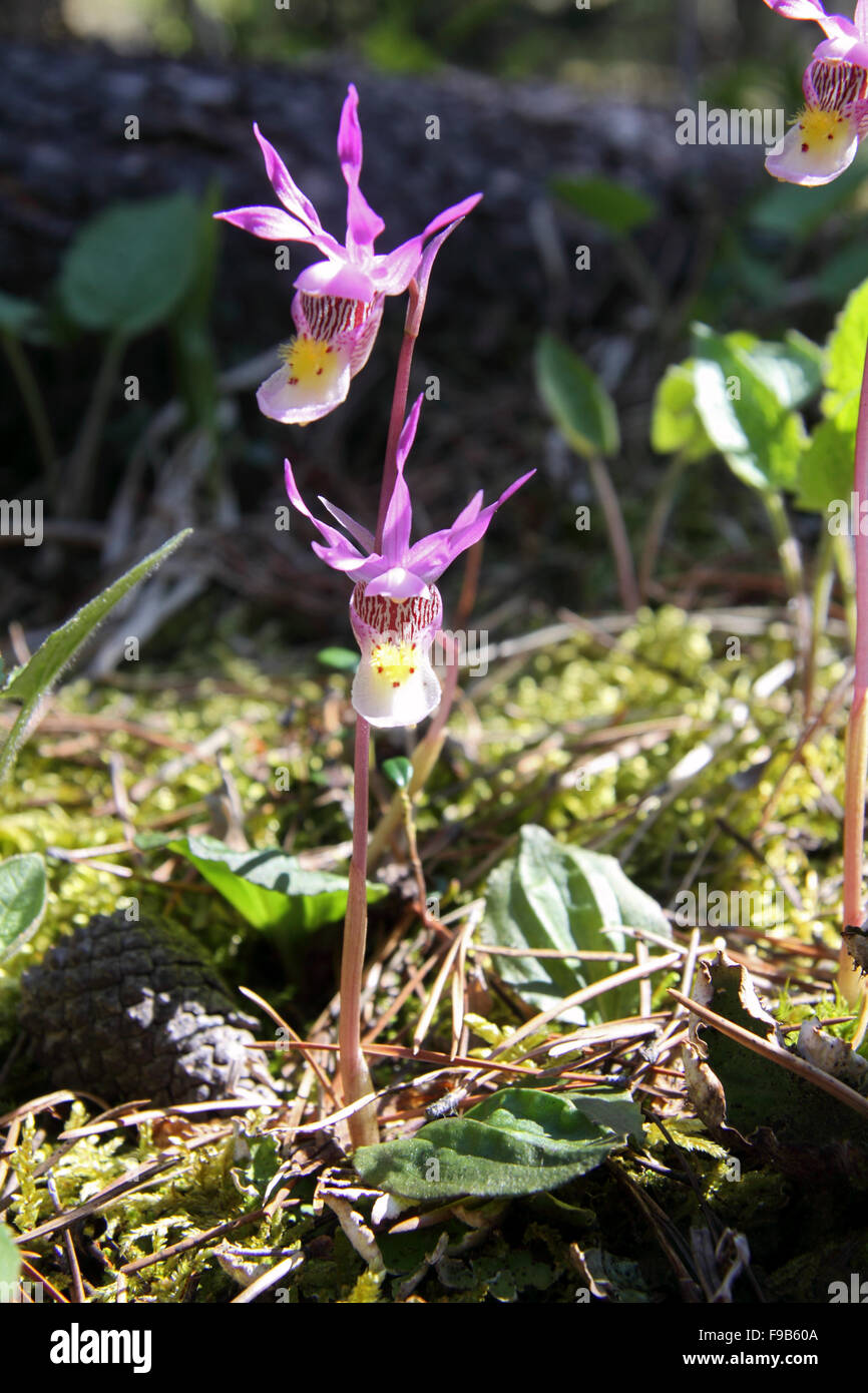 Calypso o Fairy slipper orchid crescente nella foresta in Alberta Canada Foto Stock