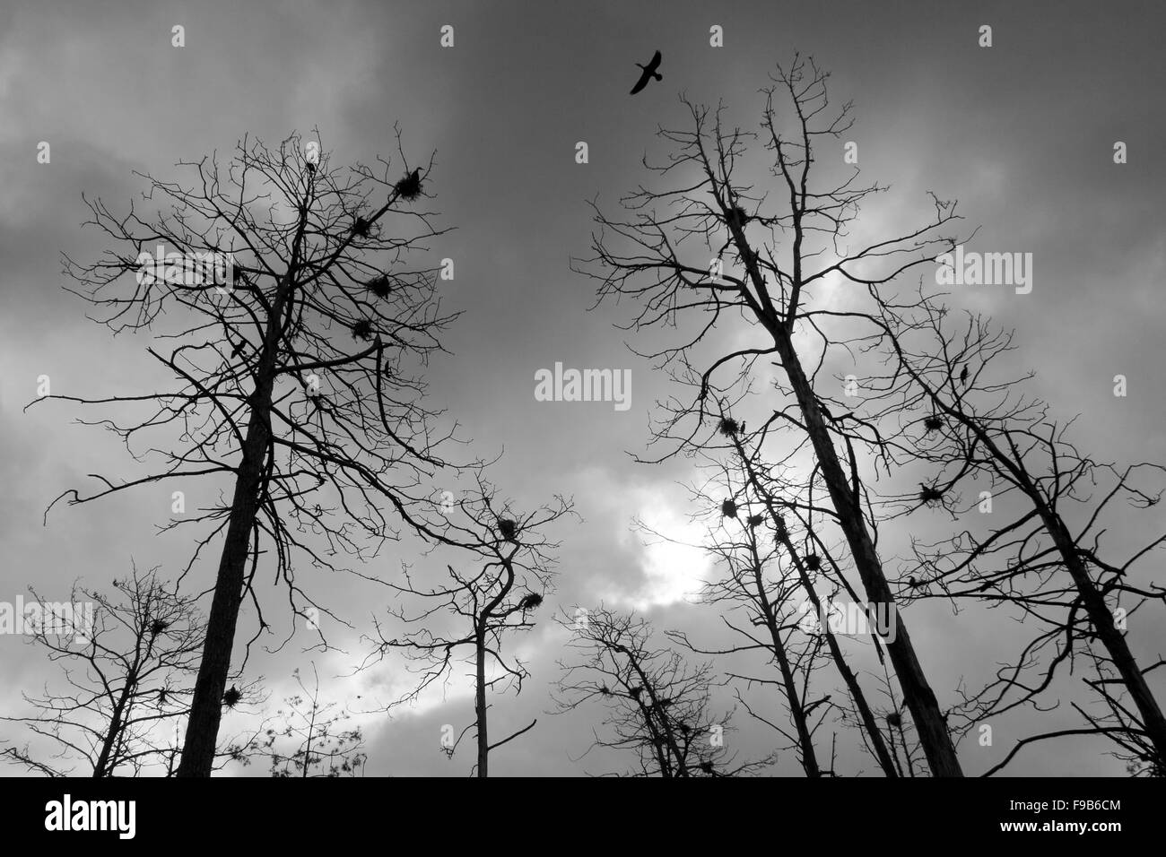 Cormorano Phalacrocorax carbo sinensis, Phalacrocorax carbo nella colonia di allevamento io Katy Rybackie, Polonia Foto Stock