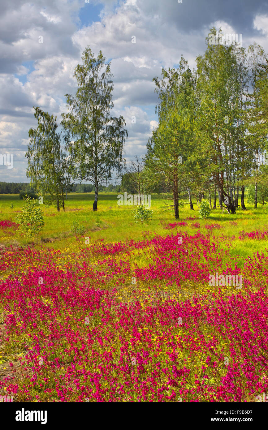 Paesaggio estivo prato verde con alberi e fiori di colore rosso Foto stock  - Alamy