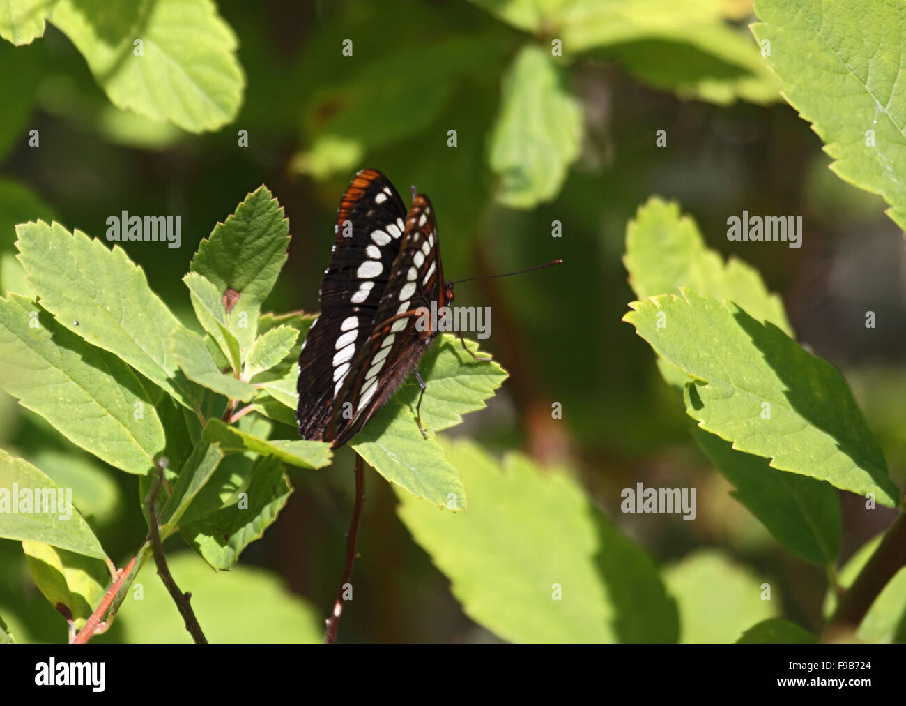 Lorquins admiral a riposo sulla foglia sull isola di Vancouver Foto Stock