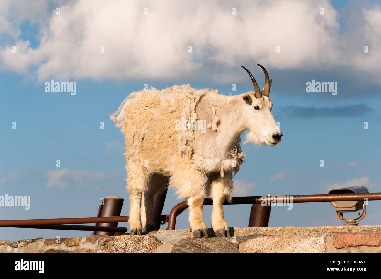 Capre di montagna si ergono fiere, alta nelle montagne rocciose Foto Stock