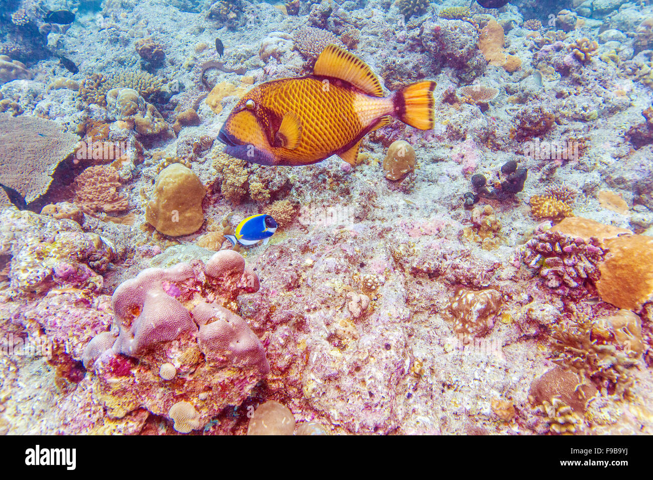 La Titan pesci balestra (Balistoides viridescens), Maldive Foto Stock