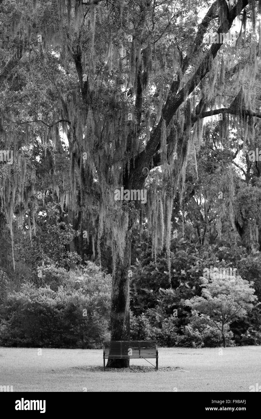 Muschio spagnolo su un albero in Florida, Stati Uniti d'America Ottobre 2014 Foto Stock