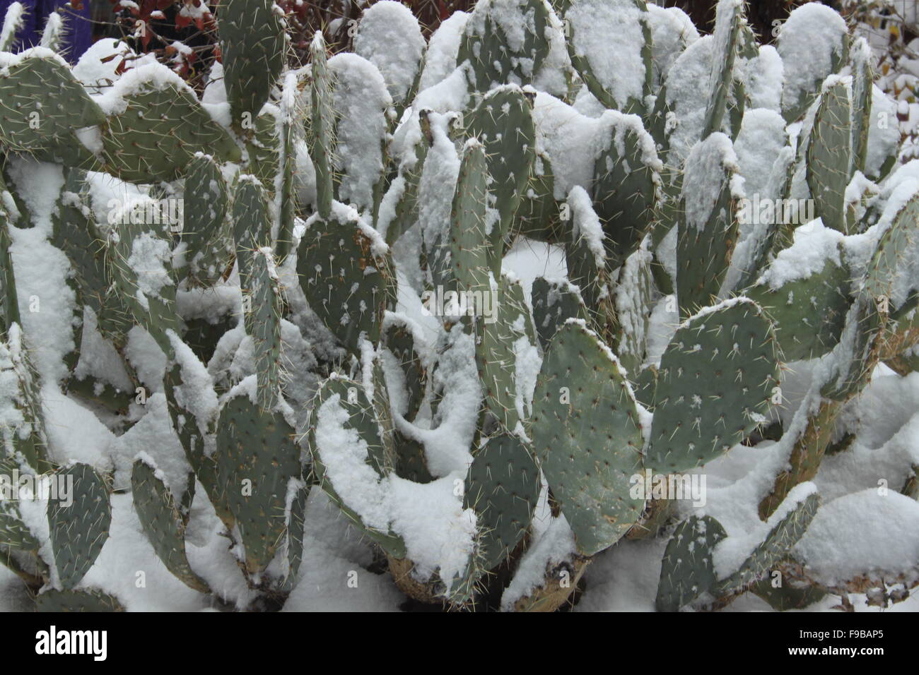 Ficodindia Cactus nella neve a Sedona in Arizona USA Foto Stock