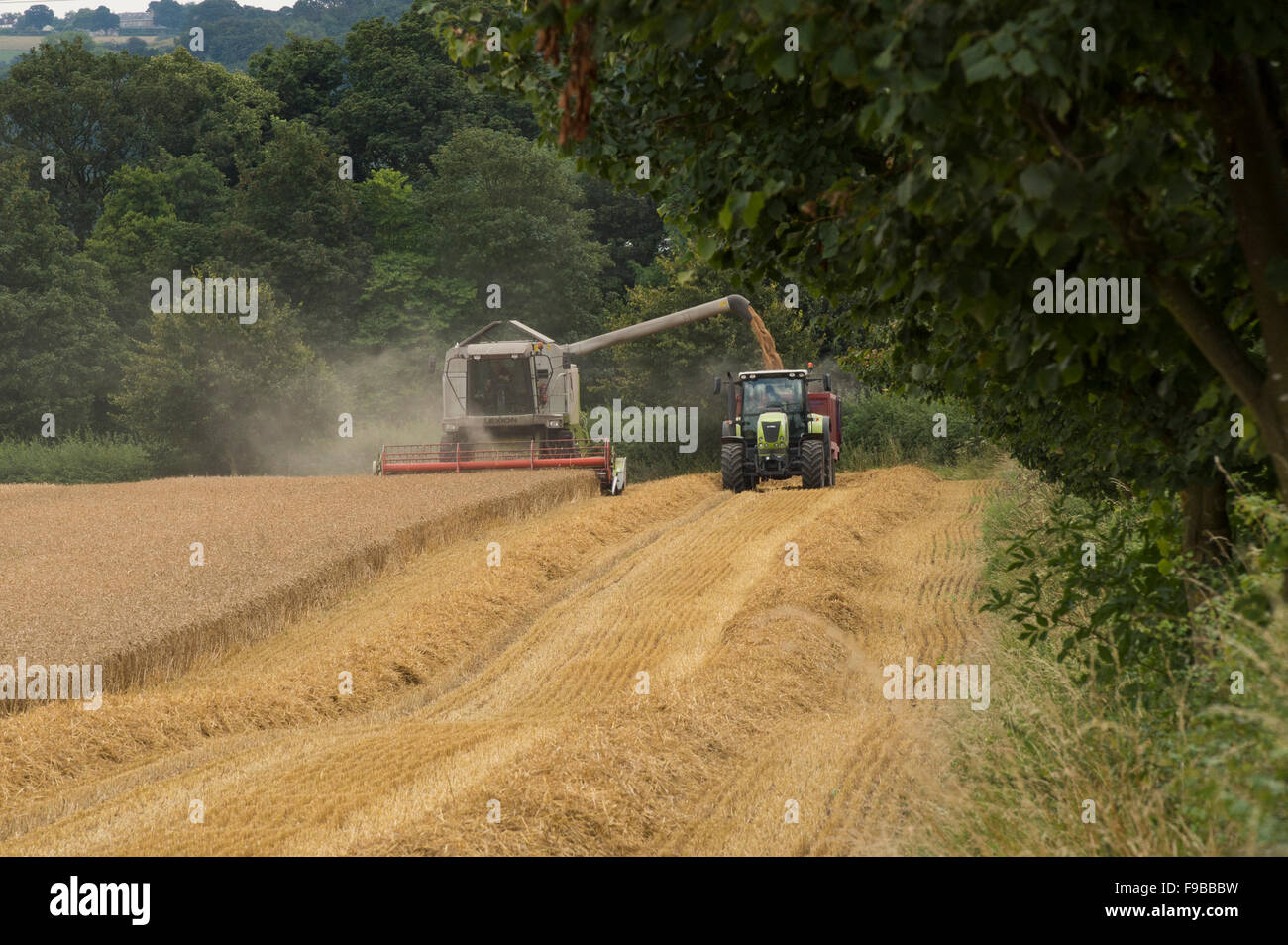 2 azienda agricola macchine (mietitrebbia & trattore) lavorano fianco a fianco insieme nel campo di grano durante la mietitura del grano (versando) - Inghilterra, GB, UK. Foto Stock