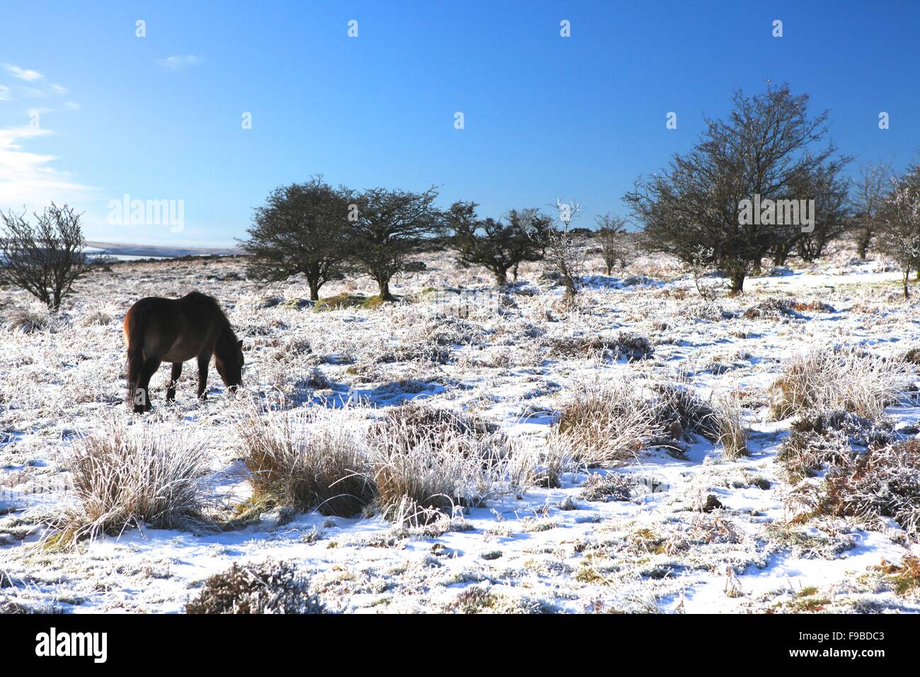 Exmoor Pony in inverno la neve, il Parco Nazionale di Exmoor, Somerset Foto Stock
