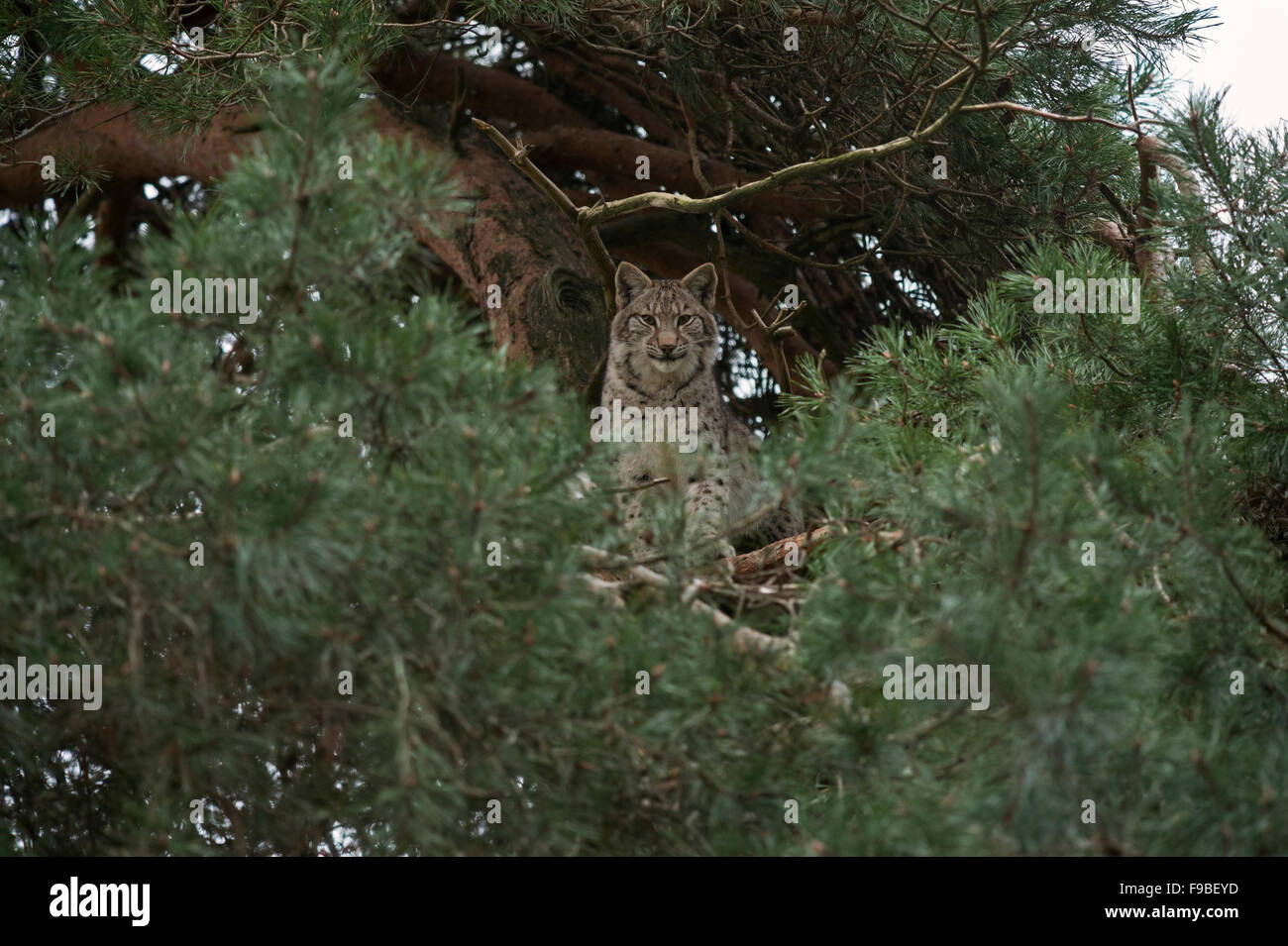 Eurasian Lynx / Eurasischer Luchs ( Lynx lynx ) si siede, nasconde in alto in un albero di pino, ben mimetizzata. Foto Stock