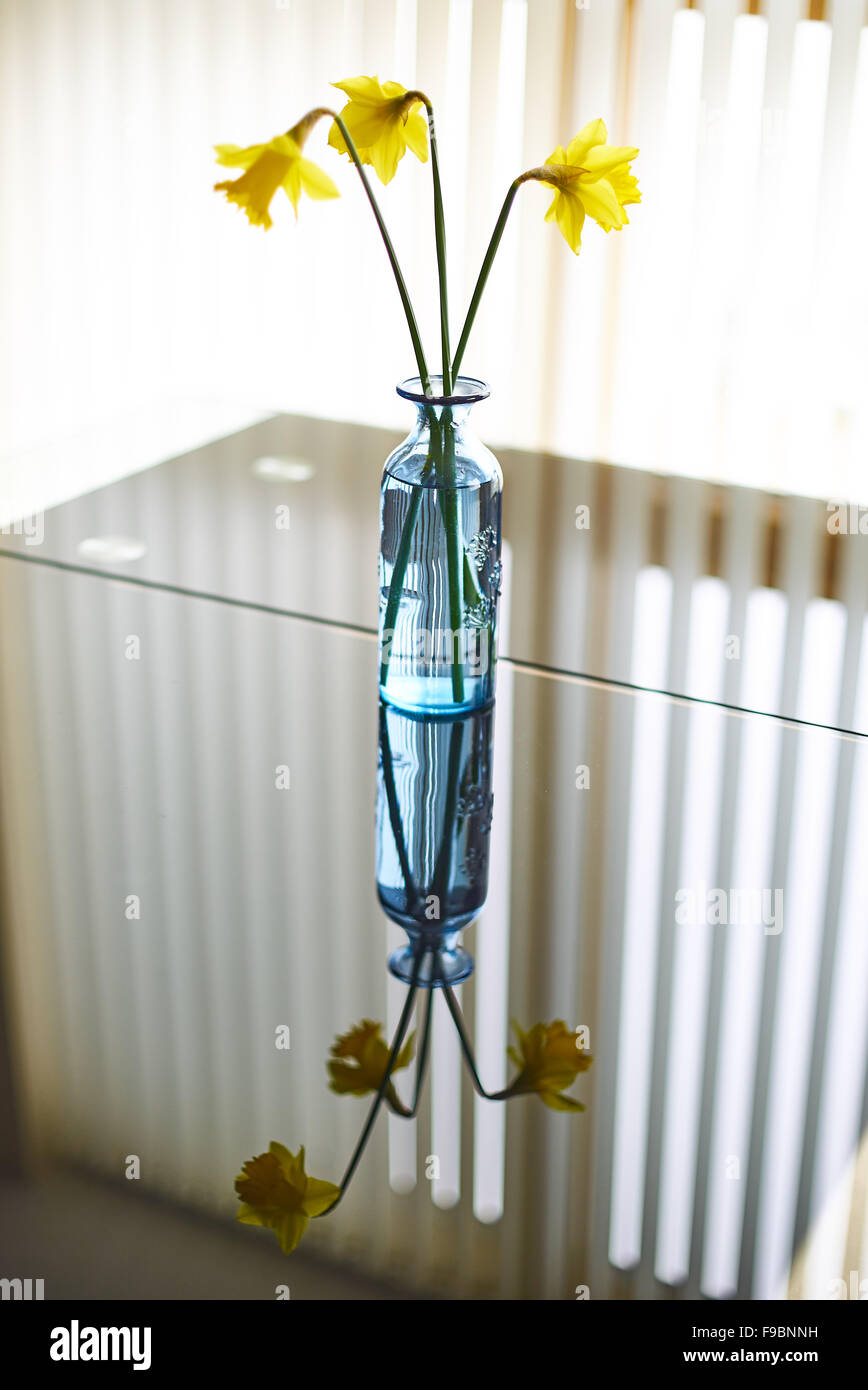 Tre gialli narcisi in blu di un vaso di vetro in ambienti chiusi su un tavolo di vetro con le riflessioni da una finestra con persiane Foto Stock