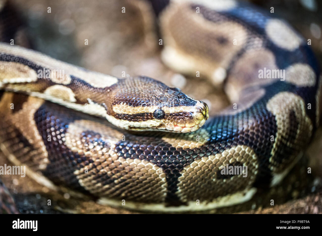 Bobinato coda rossa Boa (costrittore Boa) in cattività Foto Stock