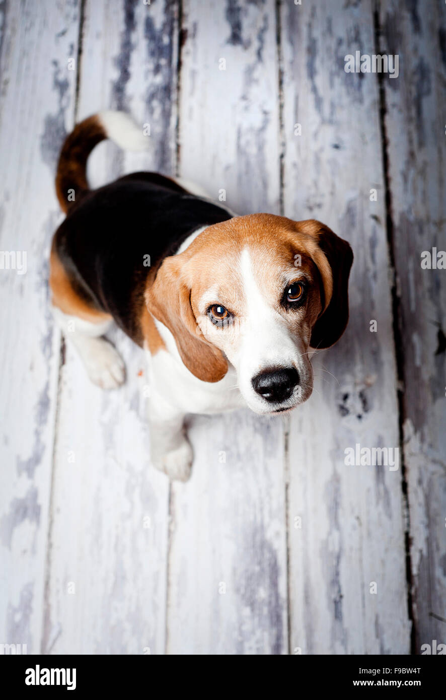 Simpatico cane da caccia in verticale sul pavimento in legno Foto Stock