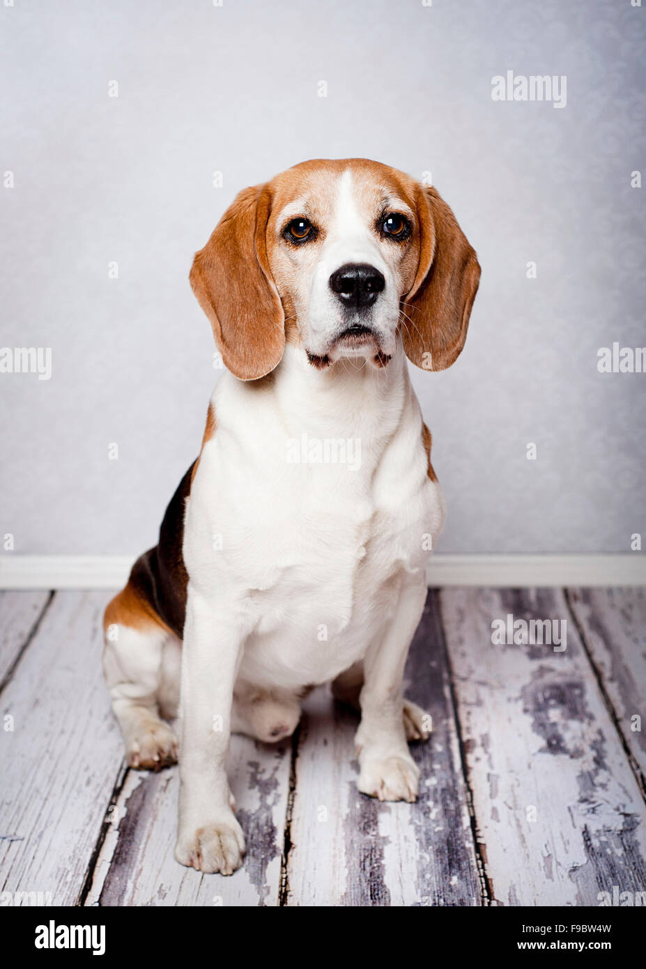 Simpatico cane da caccia in verticale sul pavimento in legno Foto Stock