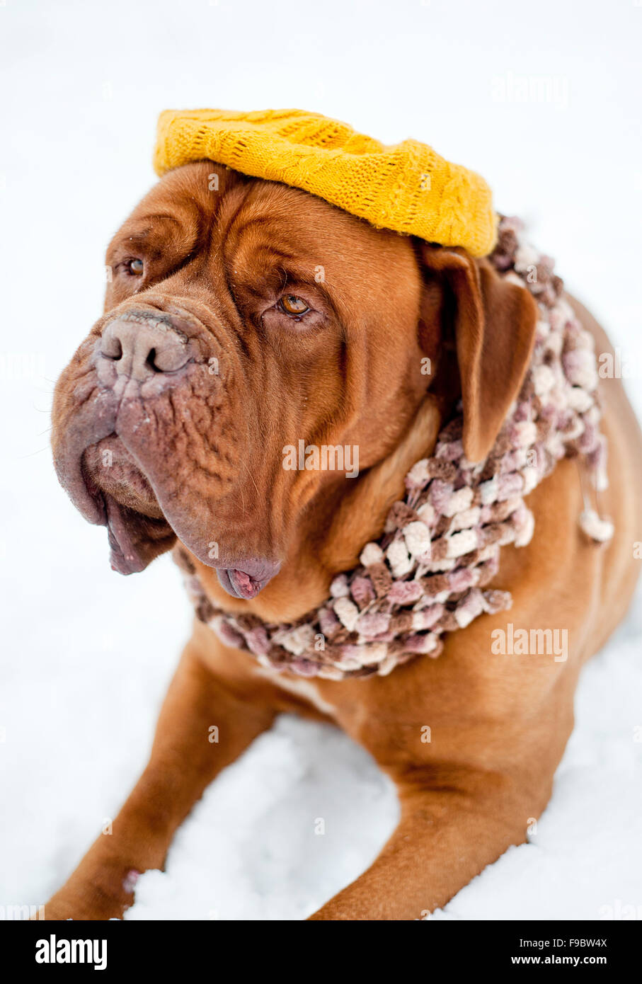 Cute cane è agghiacciante in funny hat Foto Stock