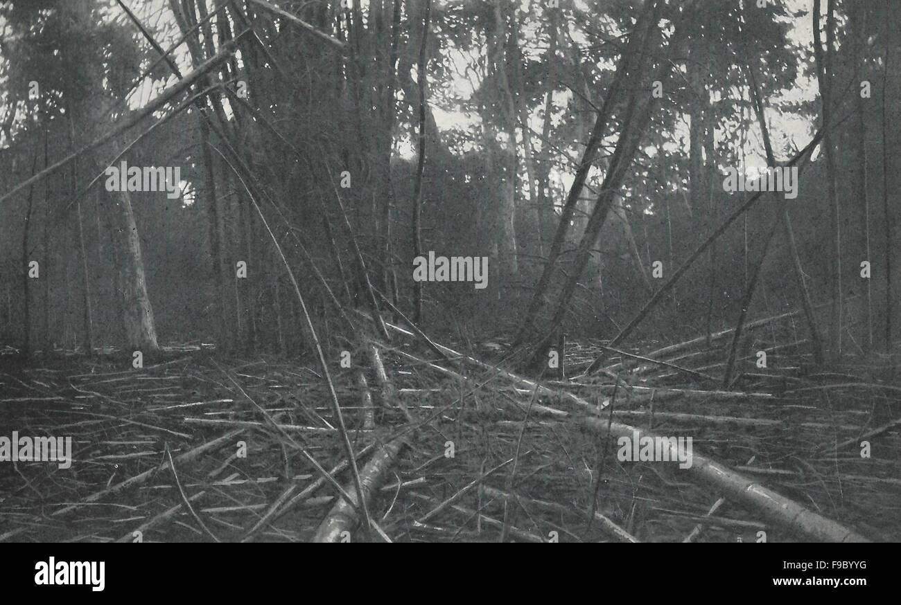 Gli elefanti giocosità - grumo di bambù scomposto e sparse - Siam, circa 1900 Foto Stock