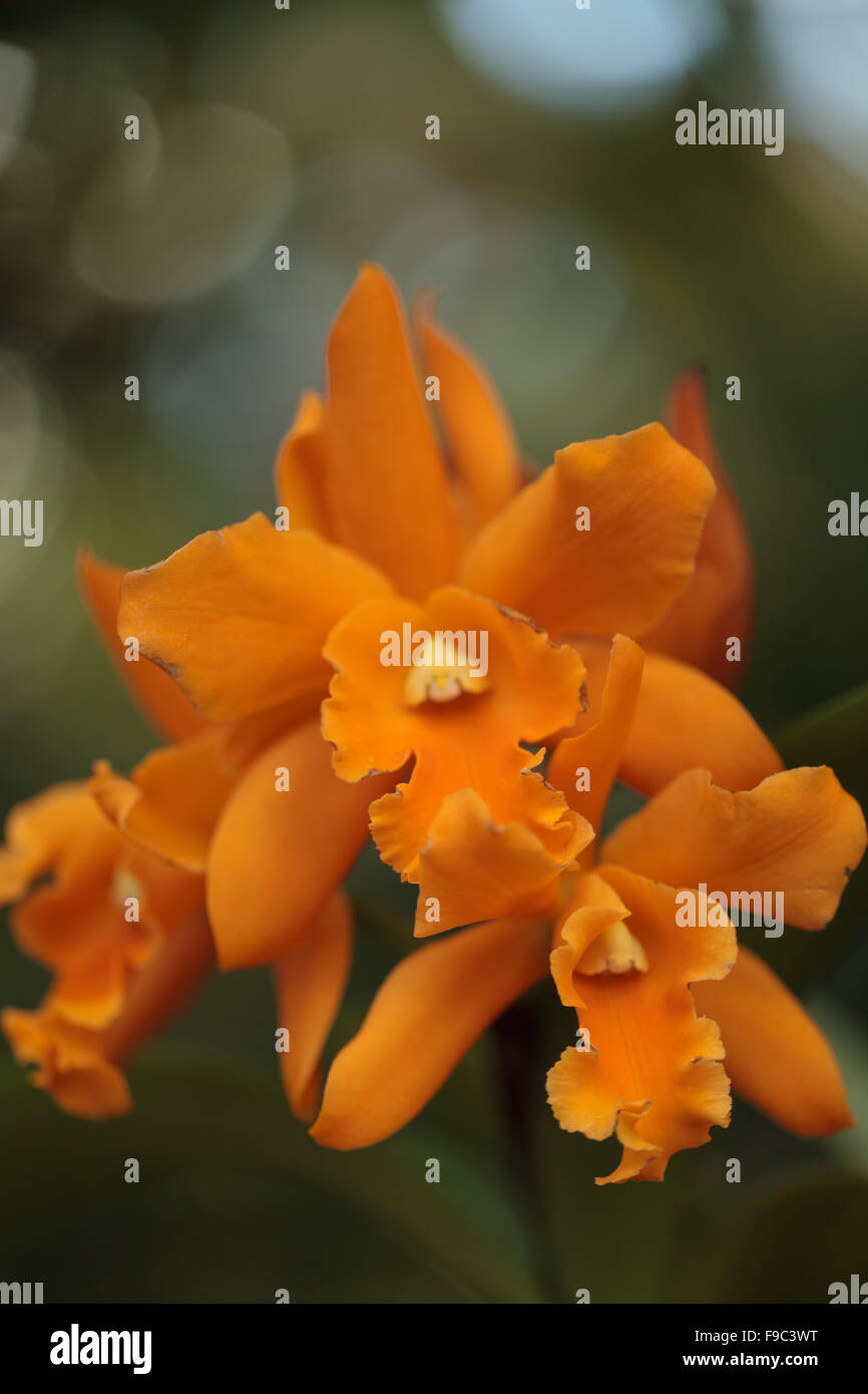 Cattleya orchid floreale fiorisce in estate alle Hawaii in un giardino botanico Foto Stock