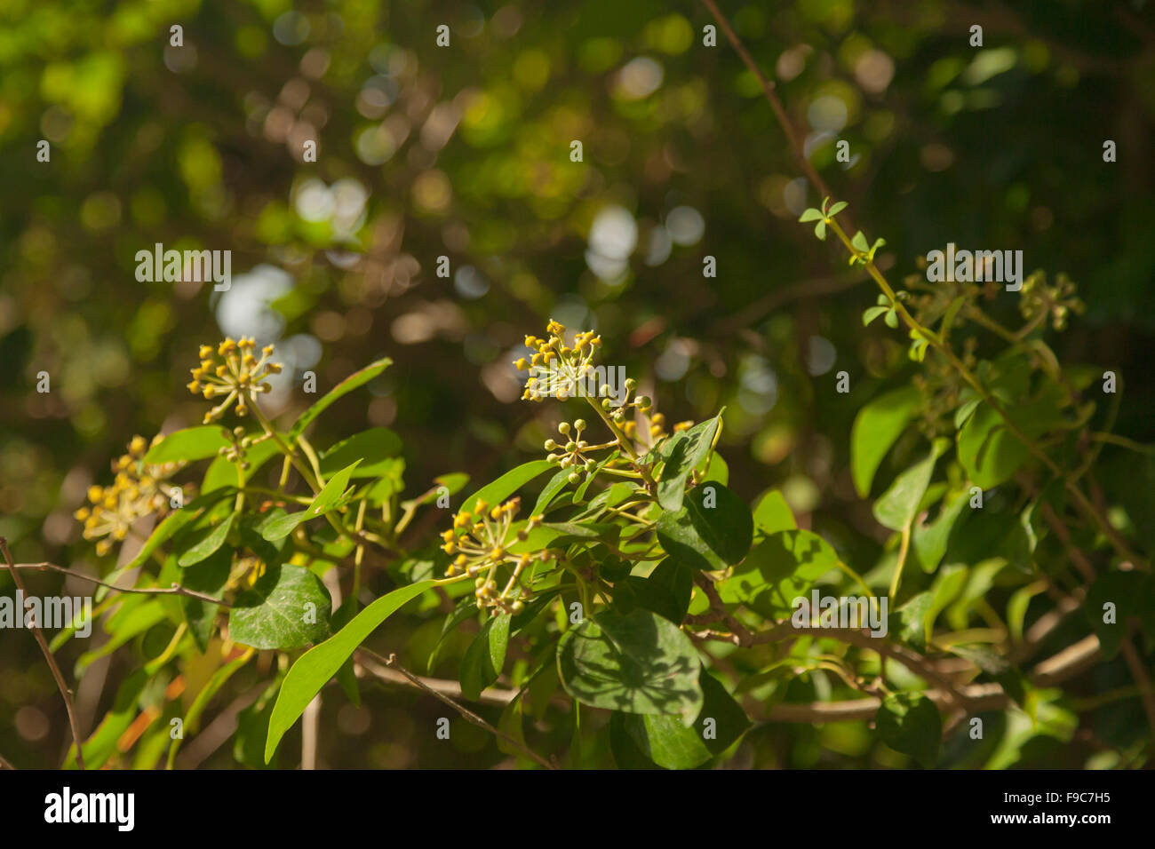 Ivy Foto Stock